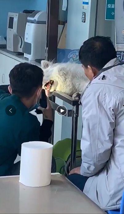 宠物医院最新爆料,宠物健康护理新趋势与常见误区